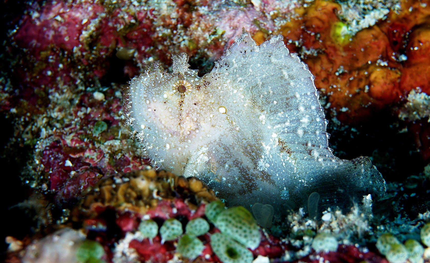 Banda Sea 2018 - DSC05953_rc - Leaf Scorpionfish - Poisson feuille - Taenianotus triacanthus.jpg